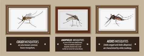 mosquito borne tropical disease codycross